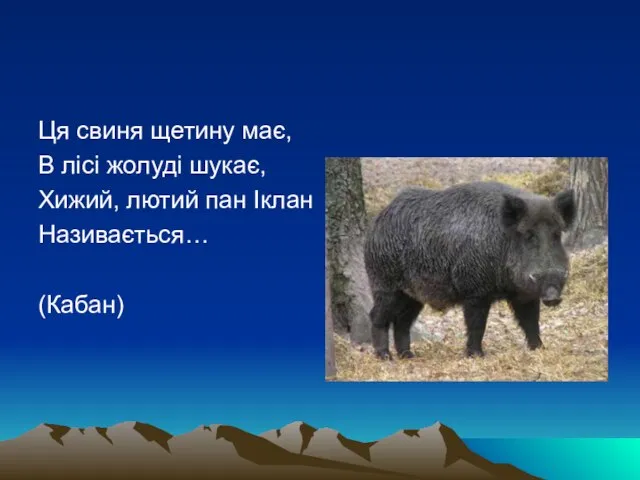 Ця свиня щетину має, В лісі жолуді шукає, Хижий, лютий пан Іклан Називається… (Кабан)