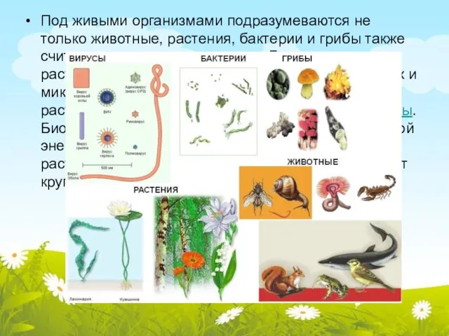 Под живыми организмами подразумеваются не только животные, растения, бактерии и грибы также