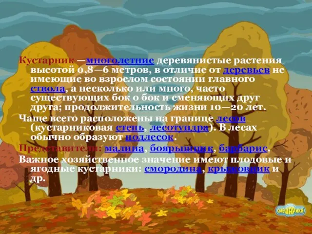 Кустарник —многолетние деревянистые растения высотой 0,8—6 метров, в отличие от деревьев не