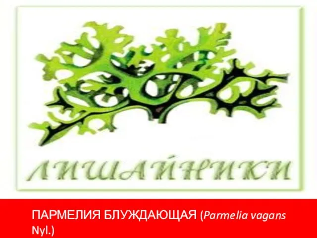 ПАРМЕЛИЯ БЛУЖДАЮЩАЯ (Parmelia vagans Nyl.)