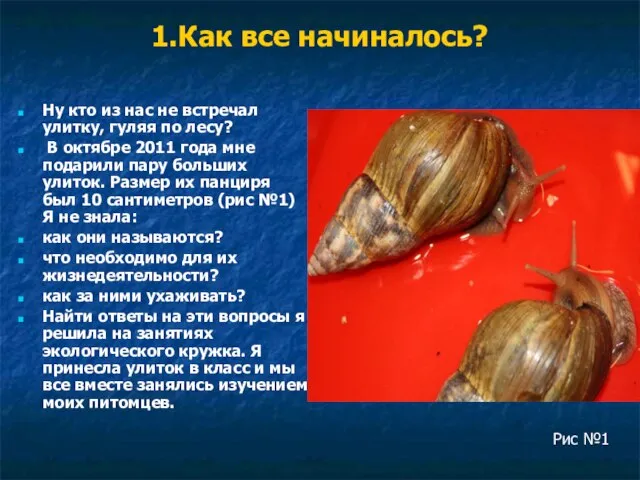 1.Как все начиналось? Ну кто из нас не встречал улитку, гуляя по