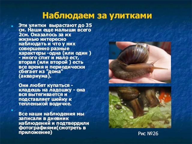 Наблюдаем за улитками Эти улитки вырастают до 35 см. Наши еще малыши