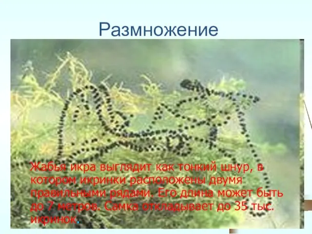 Размножение Жабья икра выглядит как тонкий шнур, в котором икринки расположены двумя