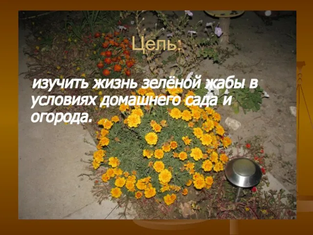 Цель: изучить жизнь зелёной жабы в условиях домашнего сада и огорода.