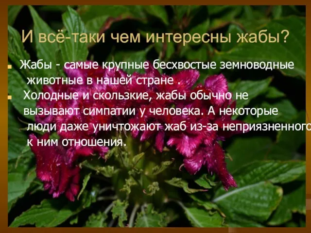 И всё-таки чем интересны жабы? Жабы - самые крупные бесхвостые земноводные животные