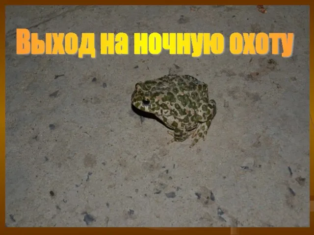 Выход на ночную охоту