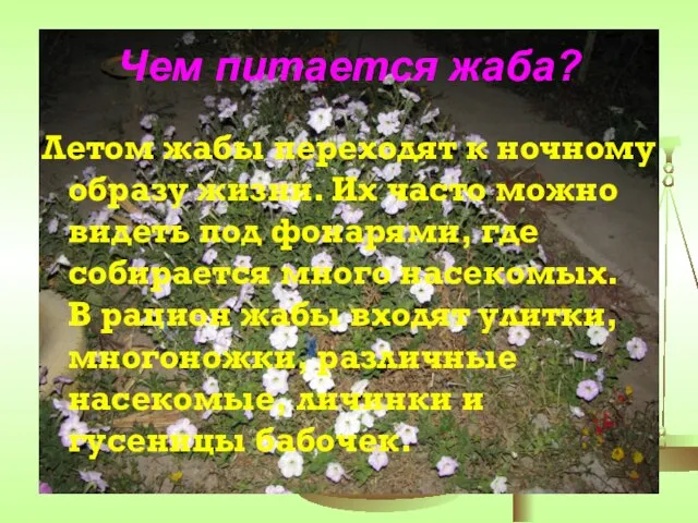 Чем питается жаба? Летом жабы переходят к ночному образу жизни. Их часто