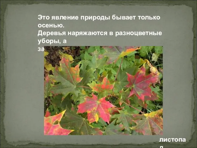 Это явление природы бывает только осенью. Деревья наряжаются в разноцветные уборы, а