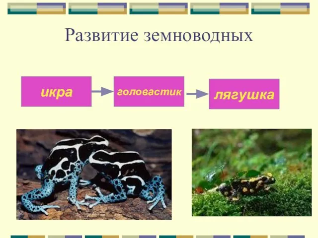 Развитие земноводных икра головастик лягушка