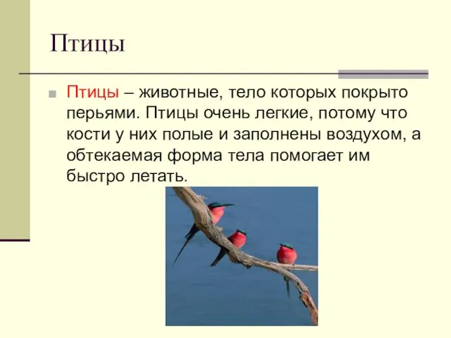 Птицы Птицы – животные, тело которых покрыто перьями. Птицы очень легкие, потому