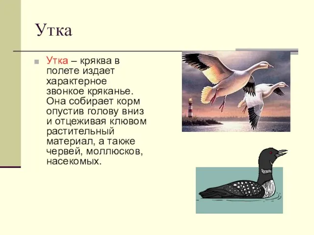 Утка Утка – кряква в полете издает характерное звонкое кряканье. Она собирает