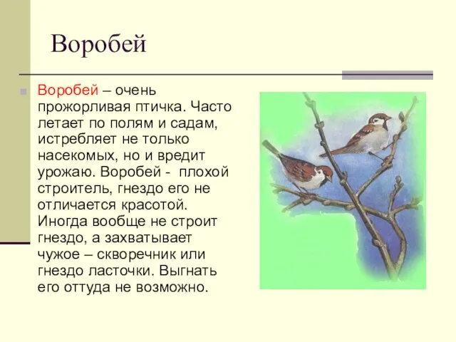 Воробей Воробей – очень прожорливая птичка. Часто летает по полям и садам,