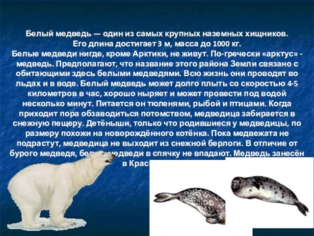 Белый медведь — один из самых крупных наземных хищников. Его длина достигает