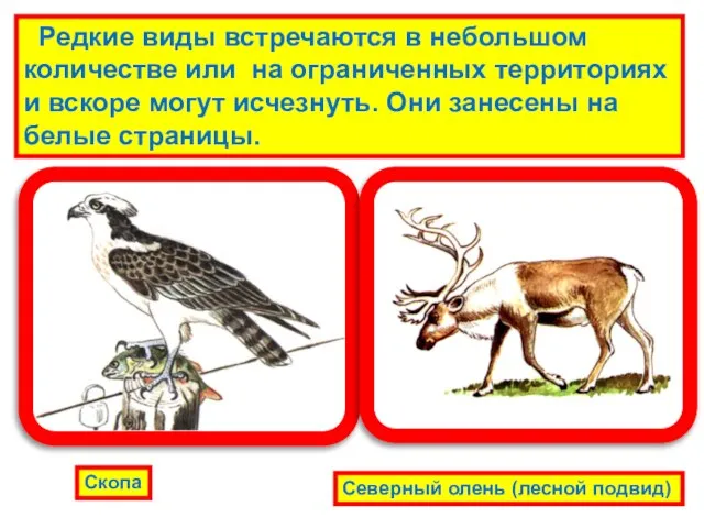 Редкие виды встречаются в небольшом количестве или на ограниченных территориях и вскоре