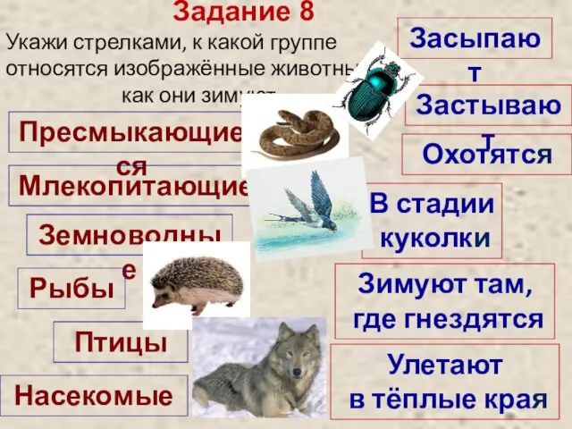 Задание 8 Укажи стрелками, к какой группе относятся изображённые животные, как они