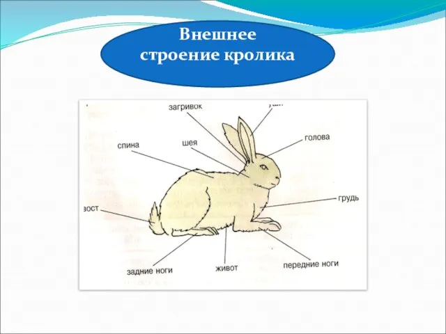 Внешнее строение кролика