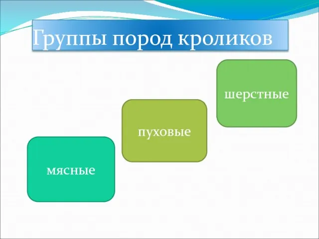 Группы пород кроликов мясные пуховые шерстные