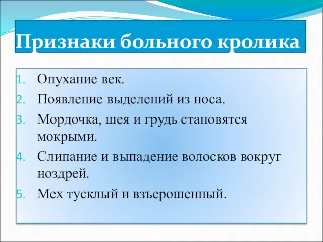 Признаки больного кролика Опухание век. Появление выделений из носа. Мордочка, шея и