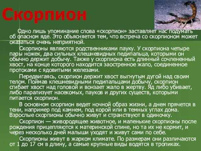 Скорпион Одно лишь упоминание слова «скорпион» заставляет нас подумать об опасном яде.