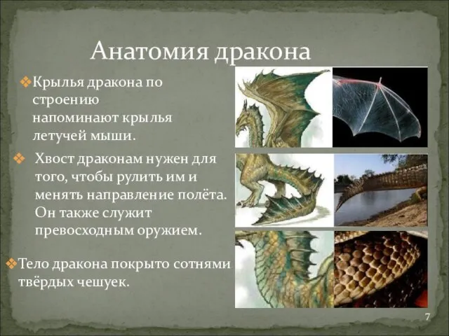 Анатомия дракона Тело дракона покрыто сотнями твёрдых чешуек. Крылья дракона по строению