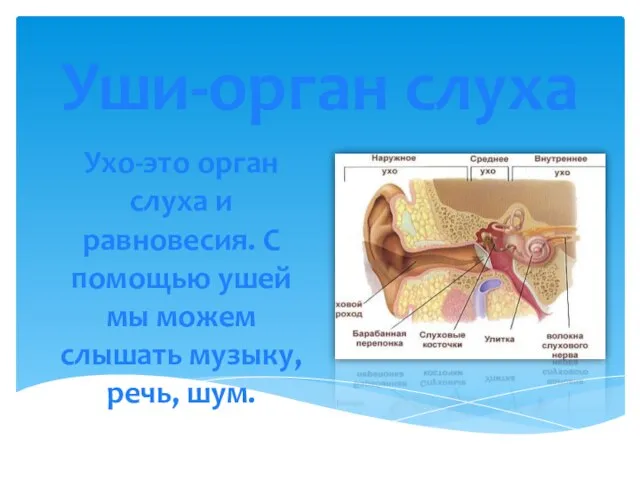 Уши-орган слуха Ухо-это орган слуха и равновесия. С помощью ушей мы можем слышать музыку, речь, шум.