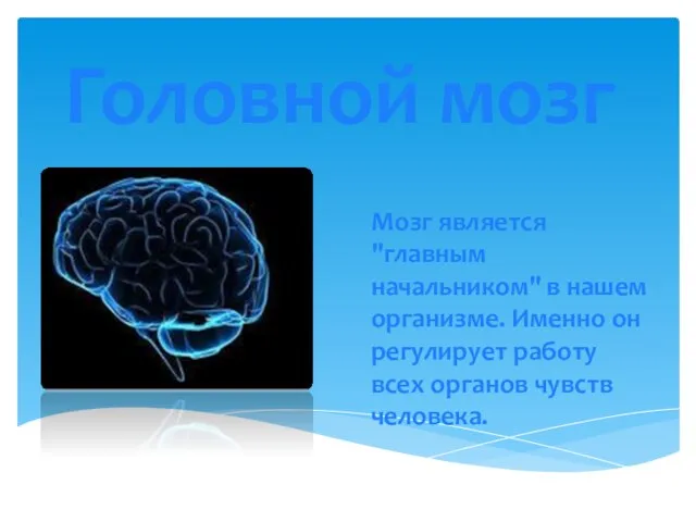 Головной мозг Мозг является "главным начальником" в нашем организме. Именно он регулирует