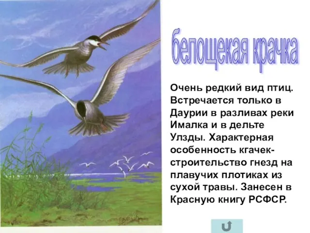 белощекая крачка Очень редкий вид птиц. Встречается только в Даурии в разливах