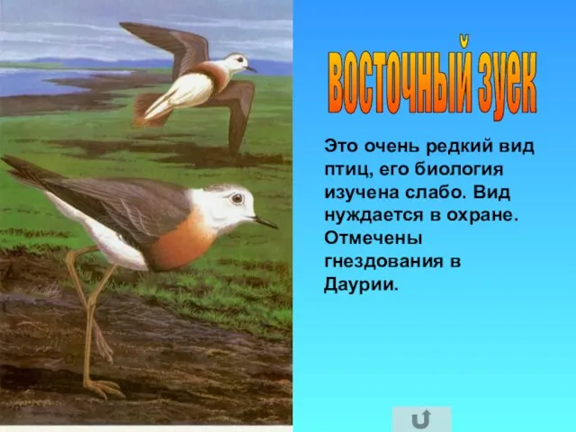 восточный зуек Это очень редкий вид птиц, его биология изучена слабо. Вид