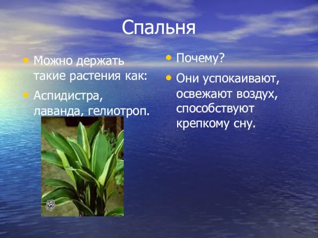 Спальня Можно держать такие растения как: Аспидистра, лаванда, гелиотроп. Почему? Они успокаивают,