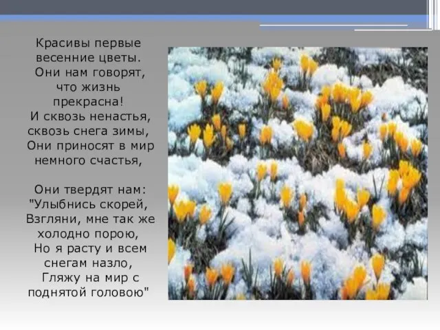 Красивы первые весенние цветы. Они нам говорят, что жизнь прекрасна! И сквозь