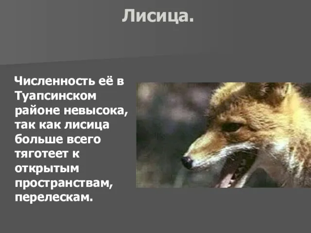 Лисица. Численность её в Туапсинском районе невысока, так как лисица больше всего