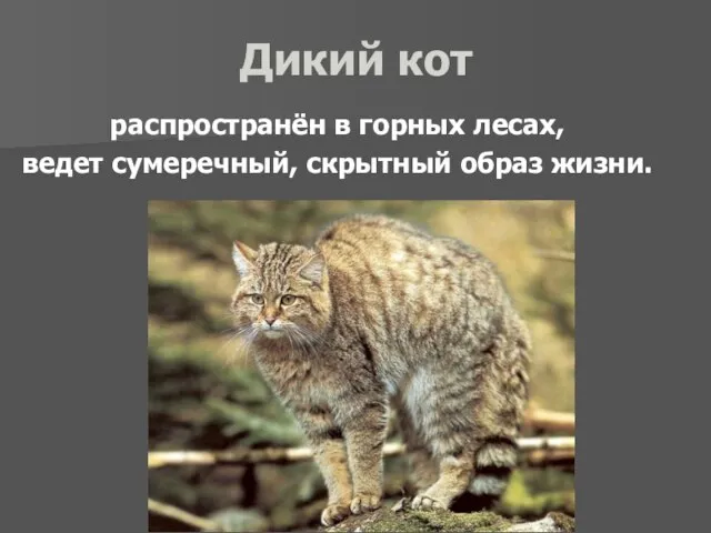 Дикий кот распространён в горных лесах, ведет сумеречный, скрытный образ жизни.