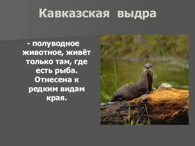 Кавказская выдра - полуводное животное, живёт только там, где есть рыба. Отнесена к редким видам края.