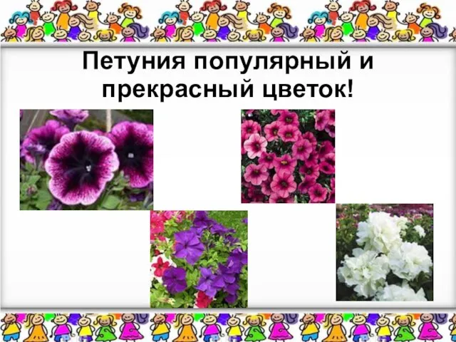 Петуния популярный и прекрасный цветок!