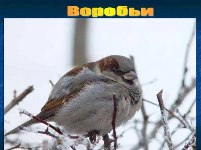 Воробьи