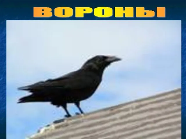 ВОРОНЫ