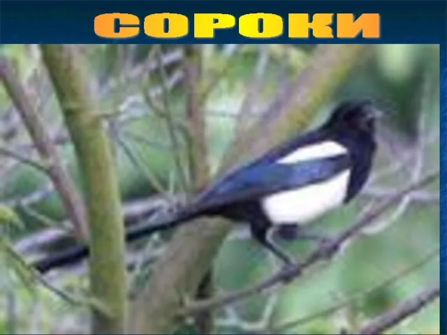 СОРОКИ