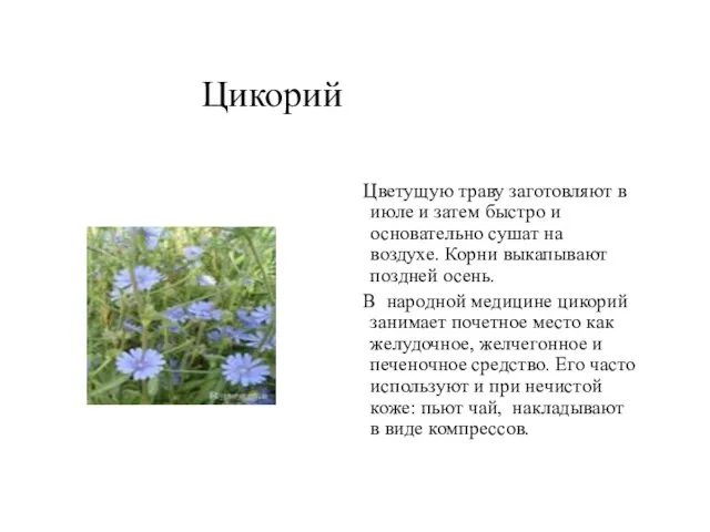 Цикорий Цветущую траву заготовляют в июле и затем быстро и основательно сушат