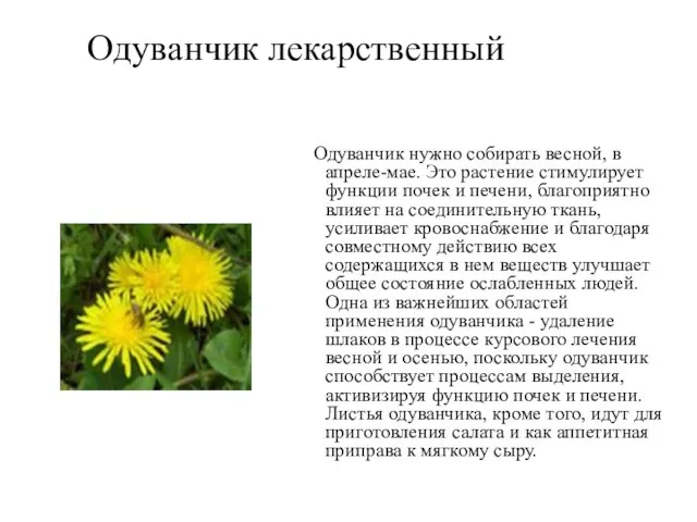 Одуванчик лекарственный Одуванчик нужно собирать весной, в апреле-мае. Это растение стимулирует функции