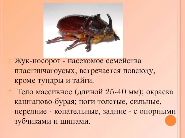 Жук-носорог - насекомое семейства пластинчатоусых, встречается повсюду, кроме тундры и тайги. Тело