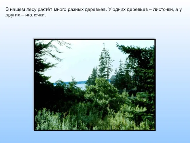 В нашем лесу растёт много разных деревьев. У одних деревьев – листочки,