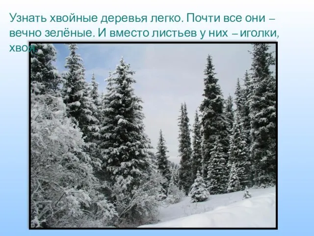 Узнать хвойные деревья легко. Почти все они – вечно зелёные. И вместо