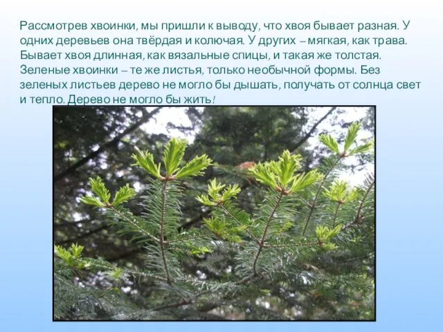 Рассмотрев хвоинки, мы пришли к выводу, что хвоя бывает разная. У одних