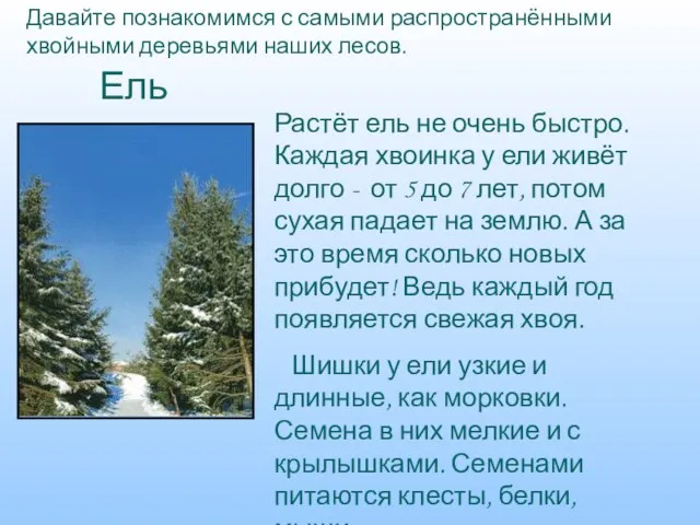 Давайте познакомимся с самыми распространёнными хвойными деревьями наших лесов. Ель Растёт ель