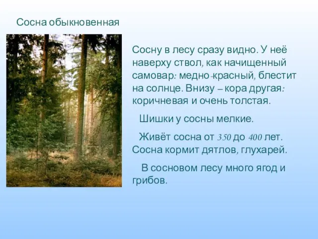 Сосна обыкновенная Сосну в лесу сразу видно. У неё наверху ствол, как