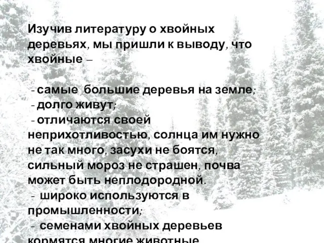 Изучив литературу о хвойных деревьях, мы пришли к выводу, что хвойные –