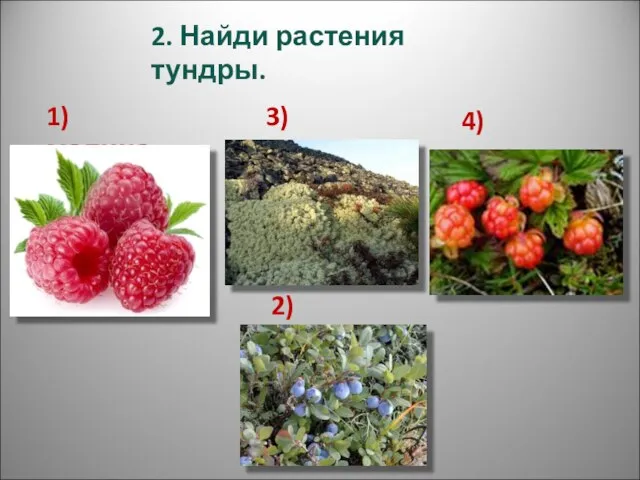 2. Найди растения тундры. 1) малина 3) ягель 2)голубика 4)морошка