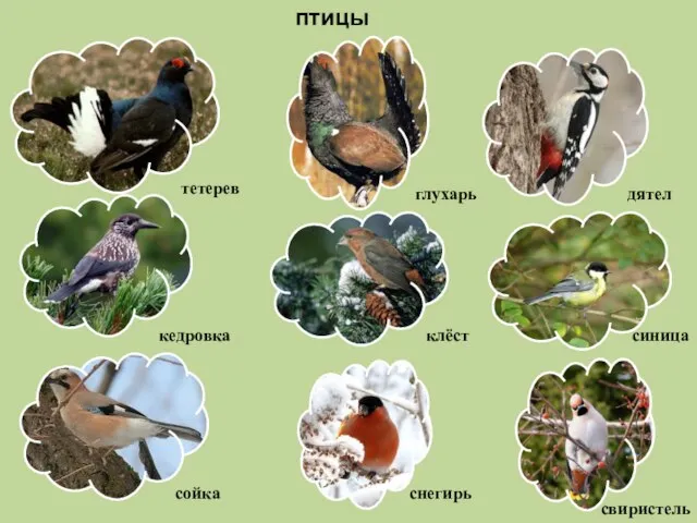 птицы тетерев глухарь дятел кедровка клёст синица сойка снегирь свиристель