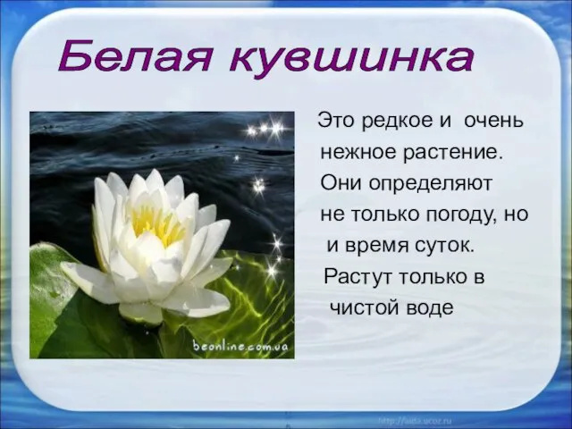 Это редкое и очень нежное растение. Они определяют не только погоду, но