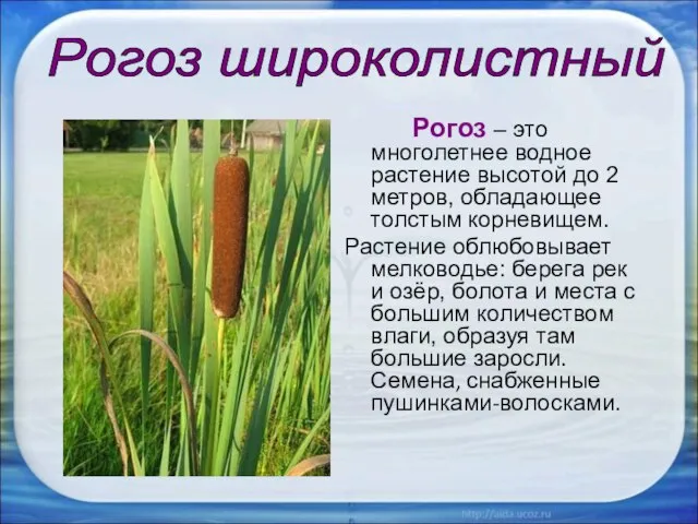 Рогоз – это многолетнее водное растение высотой до 2 метров, обладающее толстым